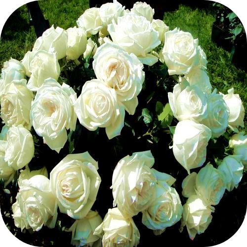 Саженцы Розы Чайно-Гибридной Пьер Ардити > описание сорта