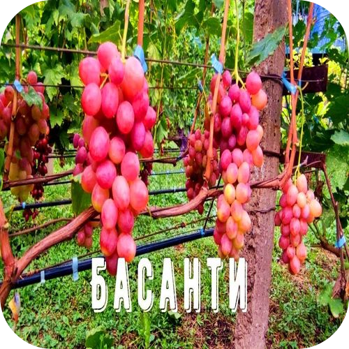 Саженцы Винограда "Басанти" > цена, описание